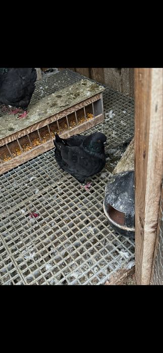 Porumbei King de calitate!