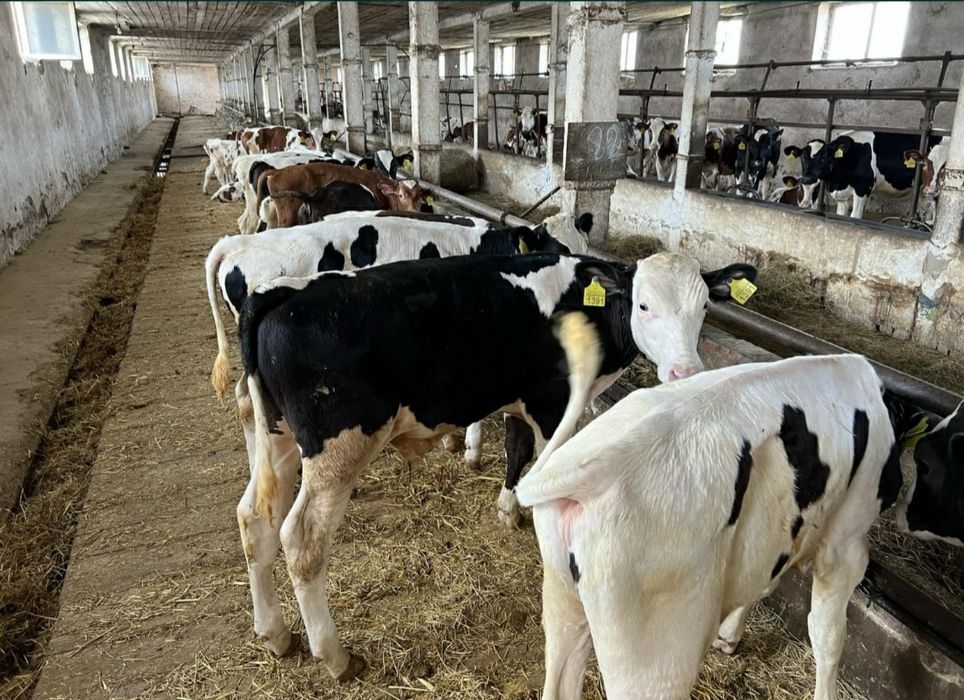 Саты лады  продаю,