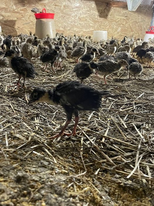 Pui de fazani comun si tenebros la 3 sapt