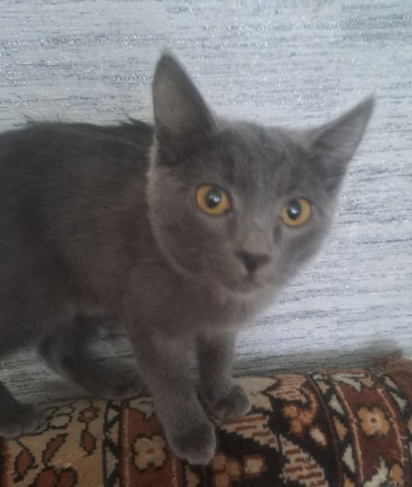 Отдам котёнка в хорошие руки