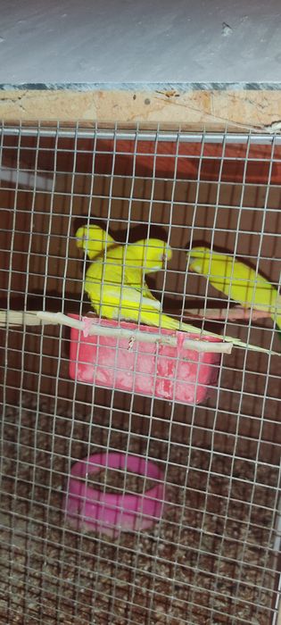 Тути куш сотилади