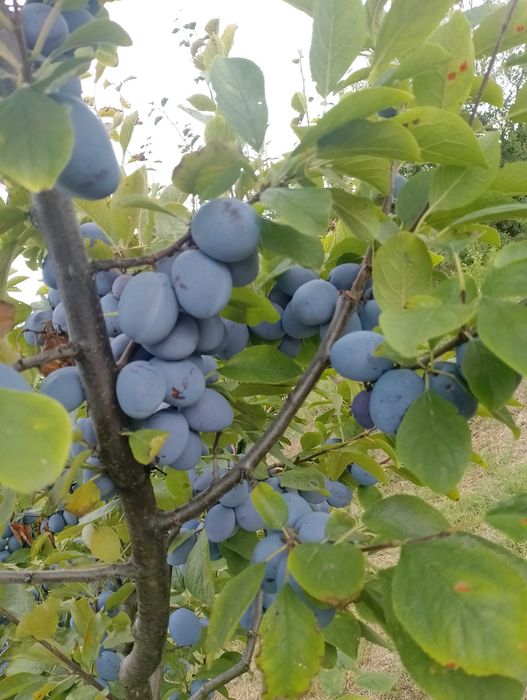 Prune de masa de vânzare