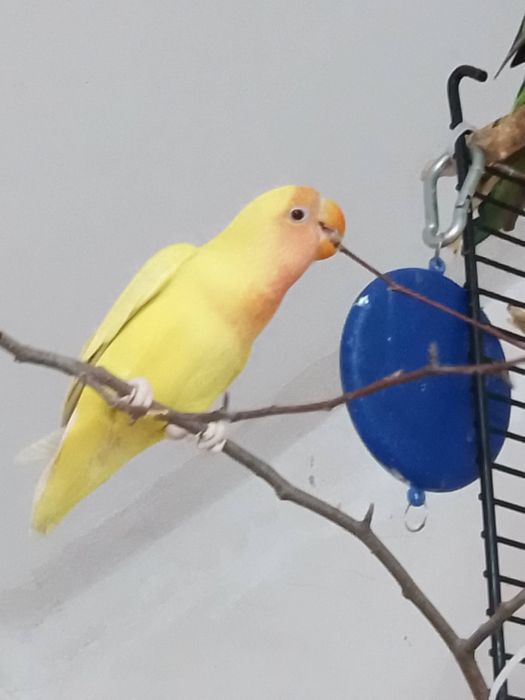 Неразлучники малыши  4  месяца