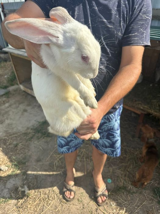Продам  кроликов