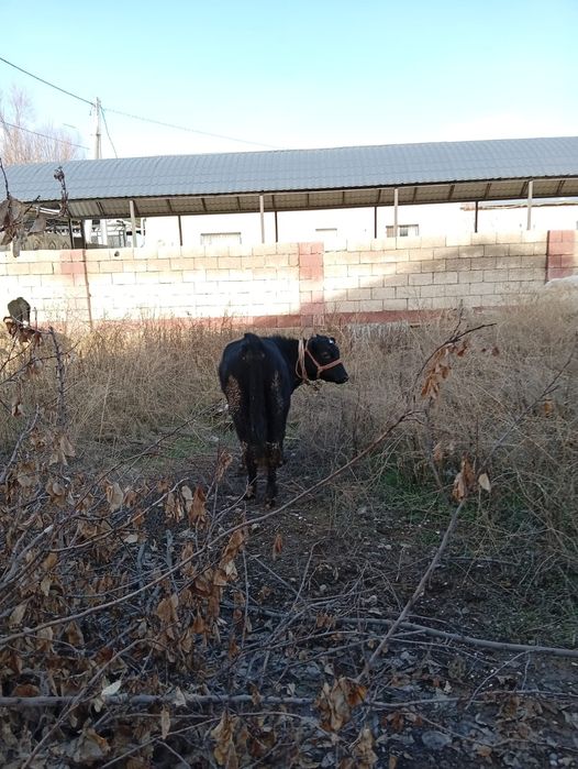 Продам быков породистых