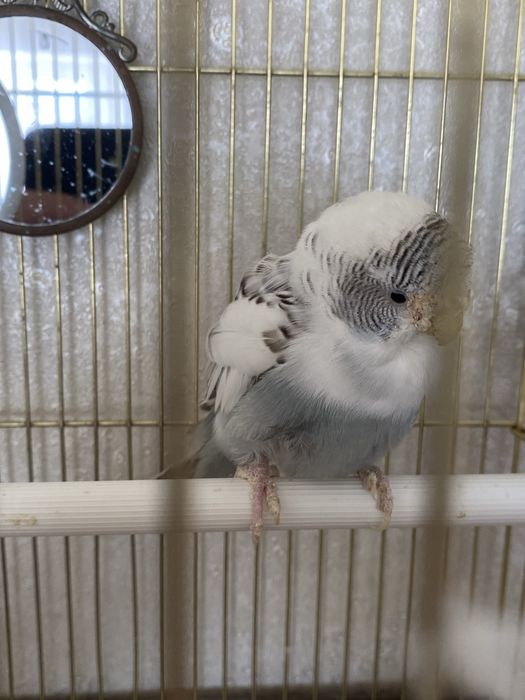 Продам попугай в хорошие руки
