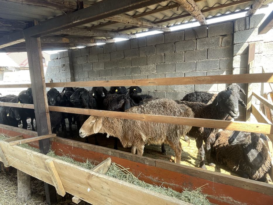 қой сатылады