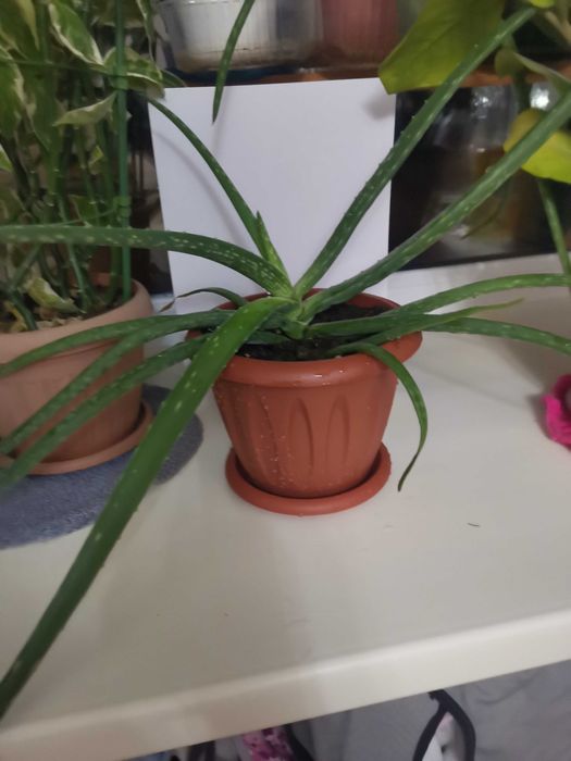 Продам  Алое Вера 3-ёх летний