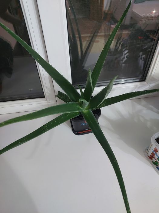 Лечебное растение "Алое вера"