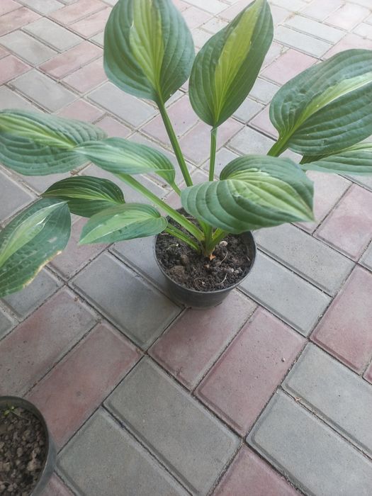 Срочно продам  хосты,папоротники