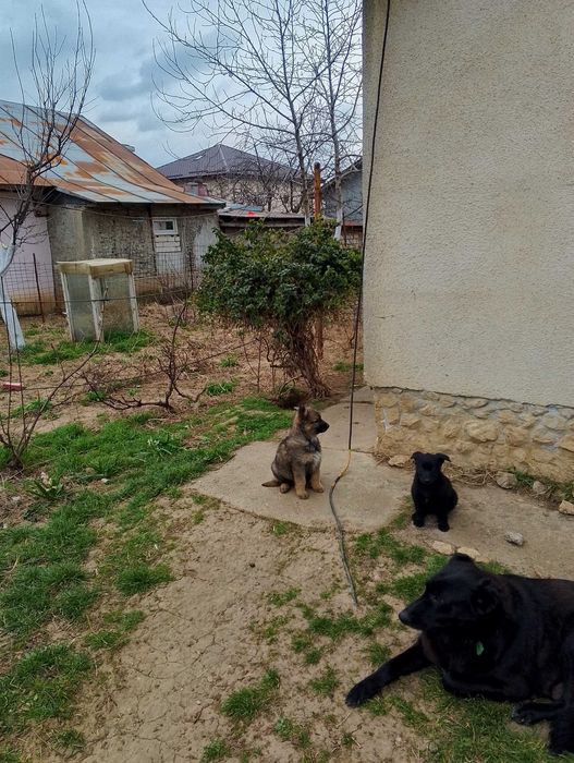 Ofer gratuit căței