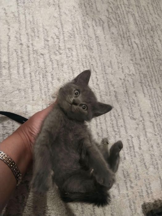 Котята в хорошие руки