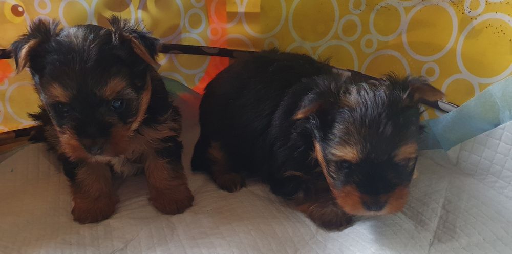 Малки  йоркита едно мъжко и едно женско