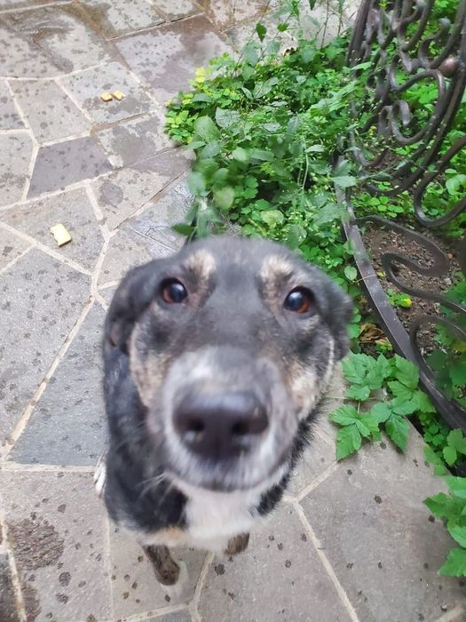 Собака самка умная