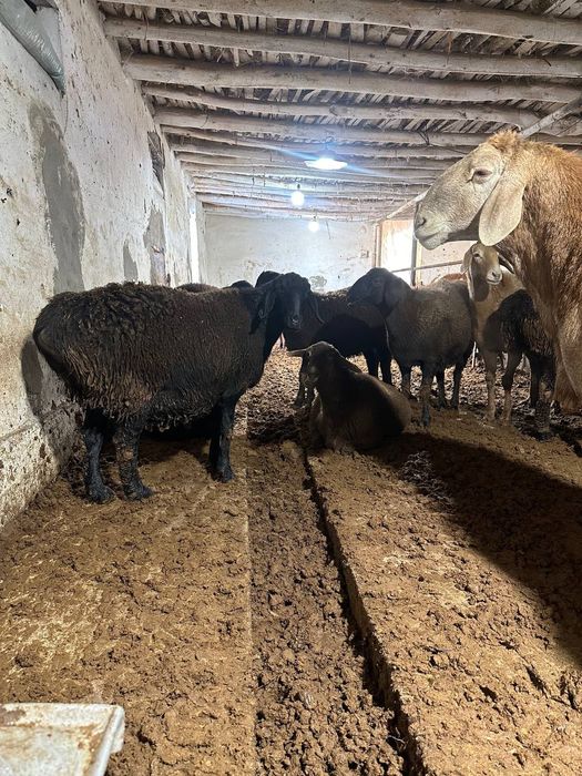 Ona qoʻylar va qochqor sotiladi