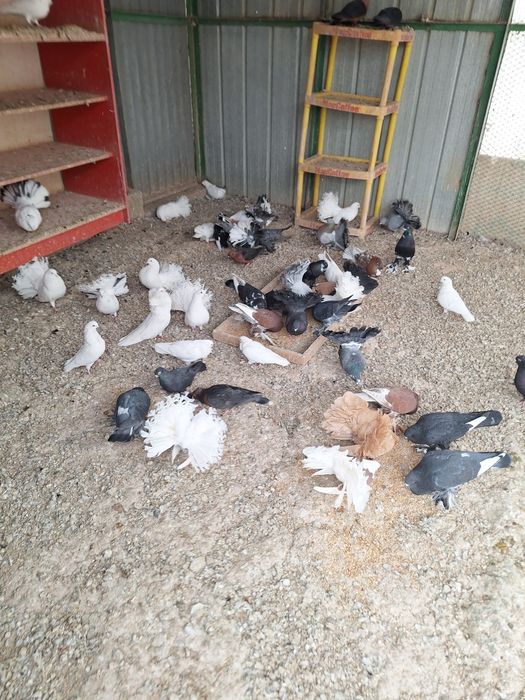 Птицы голуби канарейки