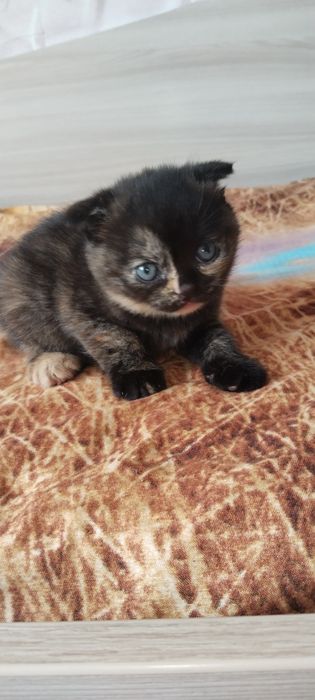 Продам котят 1 мальчик 2 девочки