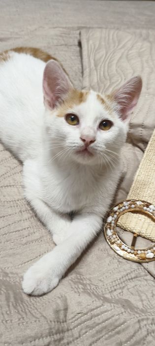 Красиво мъжко котенце