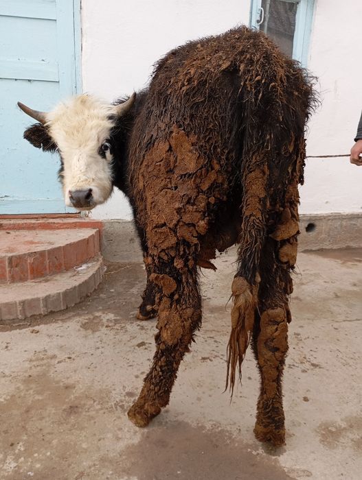 Продается бичок аппетит хорошо