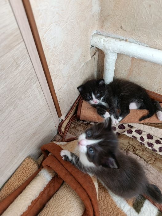 В добрые руки котят