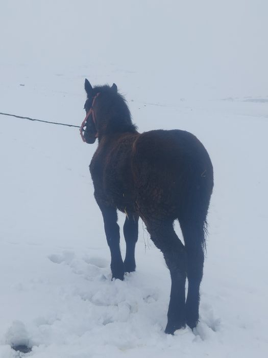 Vand mânz de 5 luni