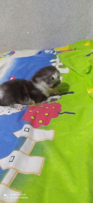 fold mushukchalarimiz sotiladi rasmdagi onasi dastafka bor