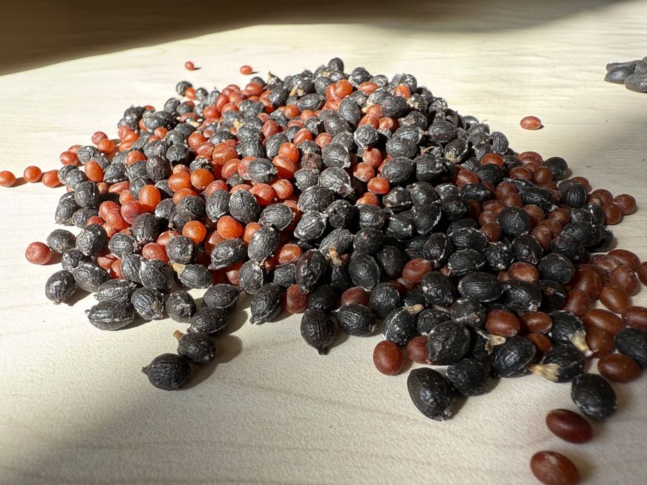 Продавам семена за палми