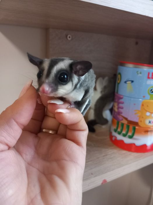 Захарна катеричка