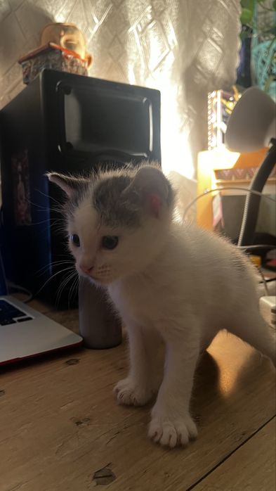 Котята хорошенькие