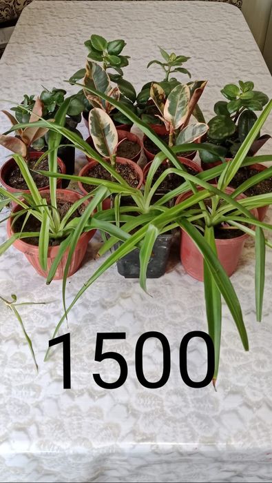 Домашние растения