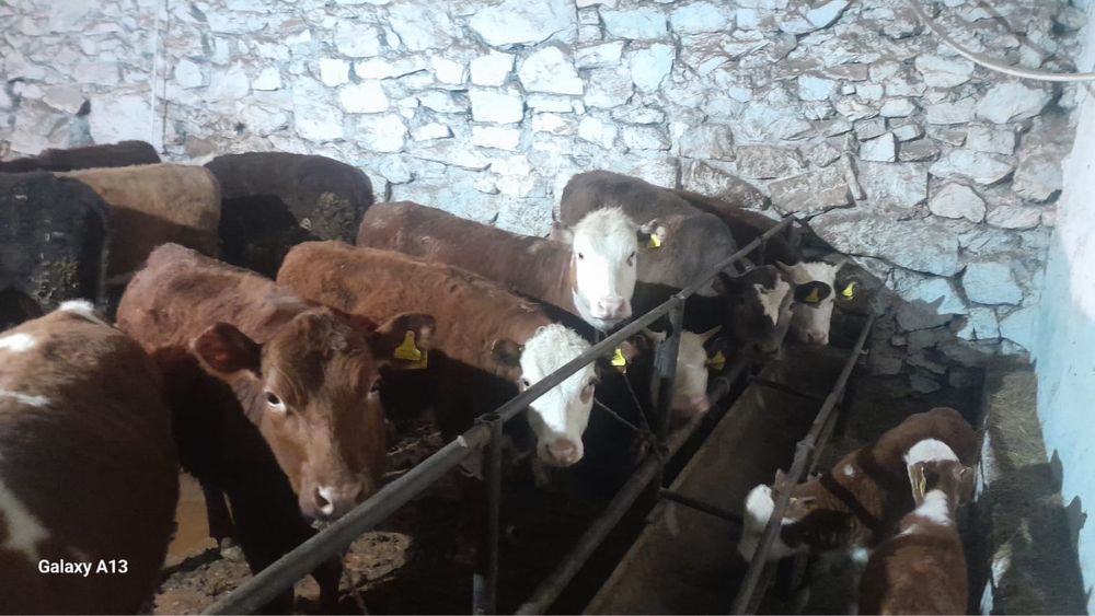 Откормленные бычки и телочки