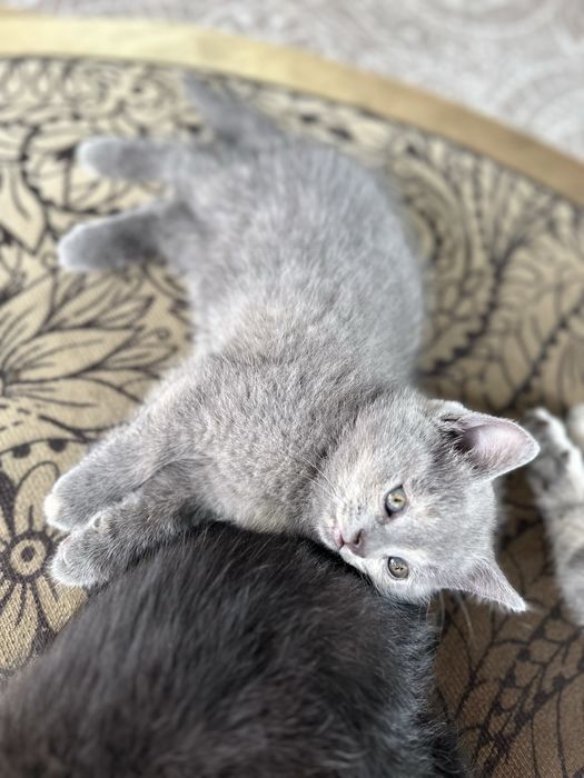 Британские котята,