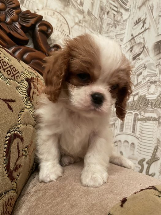 Кавалер кинг чарльз спаниель