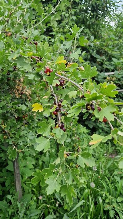 Отдельно стоящий дом