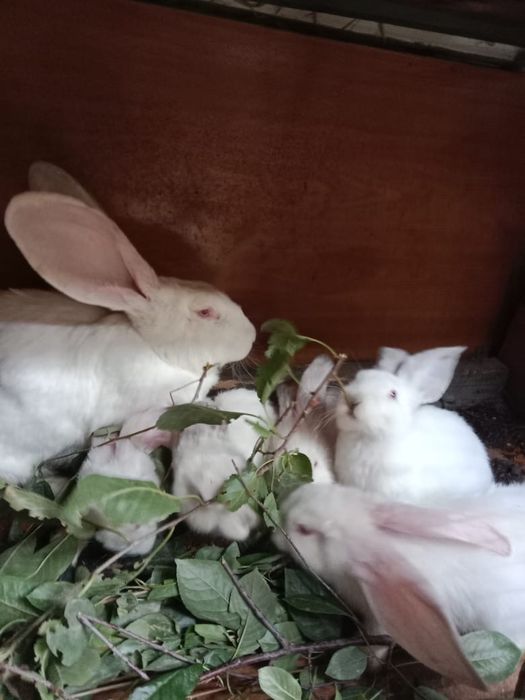 Срочно продам кроликав