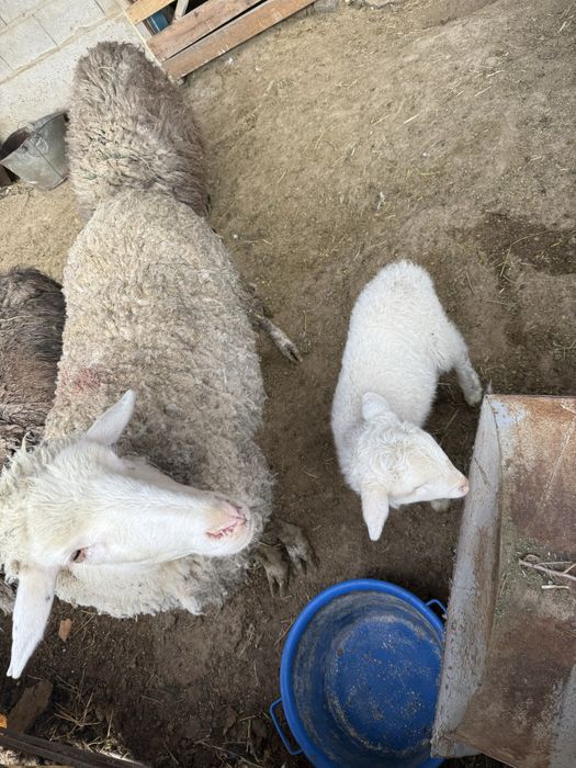 Қозылы Қой сатылады