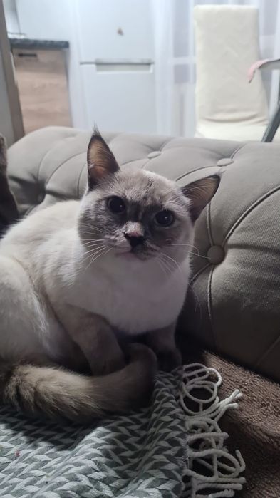 Милая,кошечка ищет дом