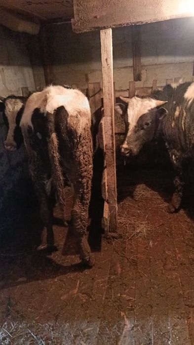 Быки по 1.8 месяцев