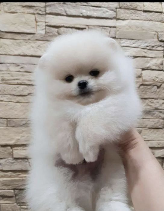 померанский шпиц