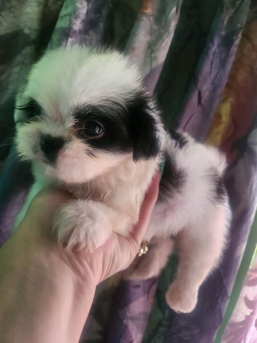 Baiat shihtzu dragut