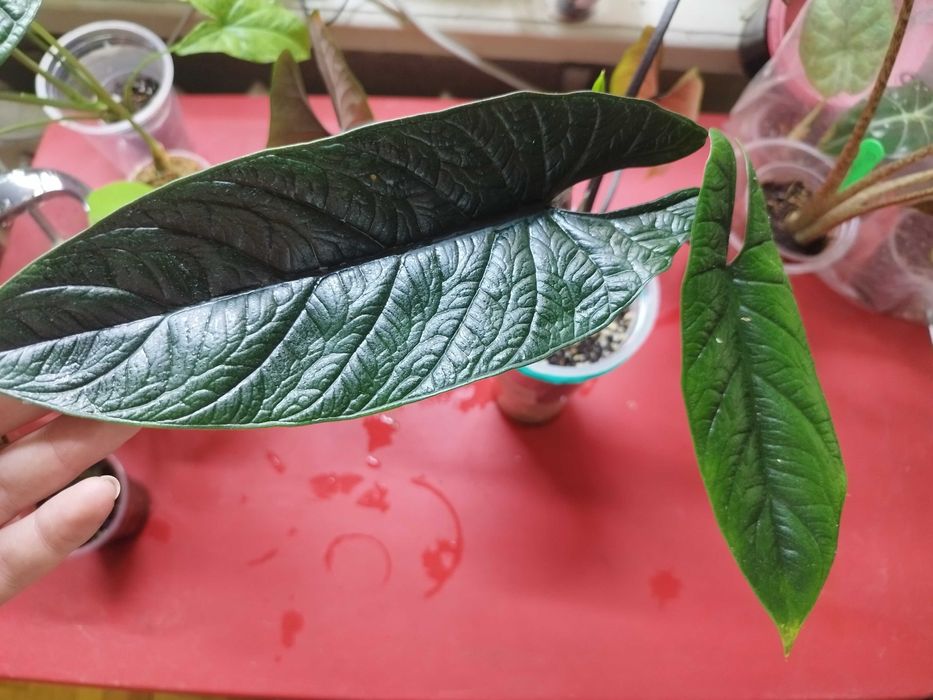 Продаю комнатные растения