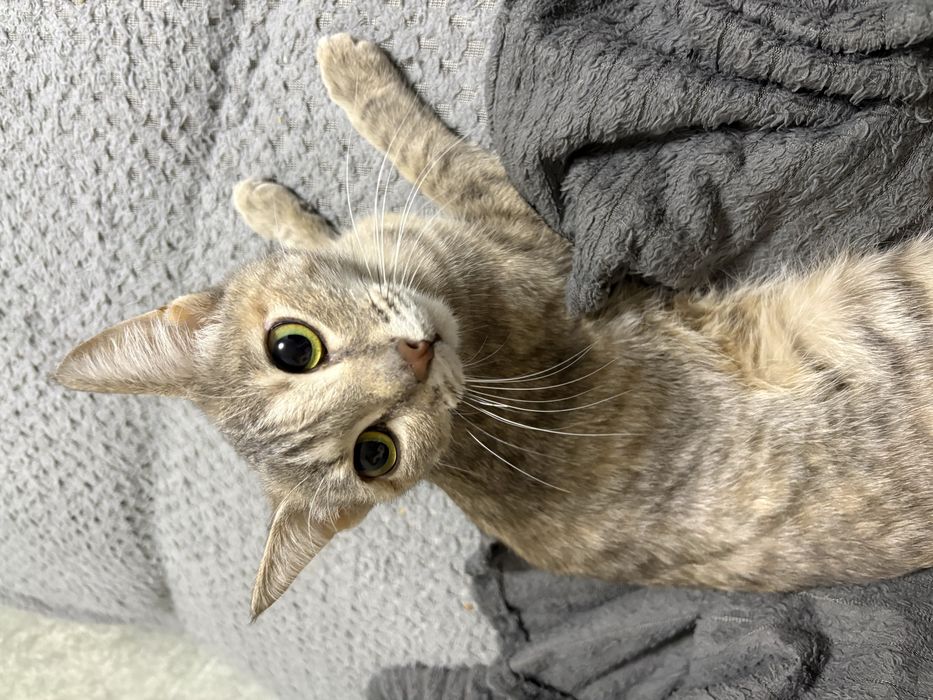 Отдам кошку 1 год