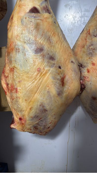 Жылкы байтал тай кунан 3000 тг