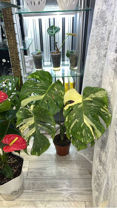 Монстера Тайское созвездие.