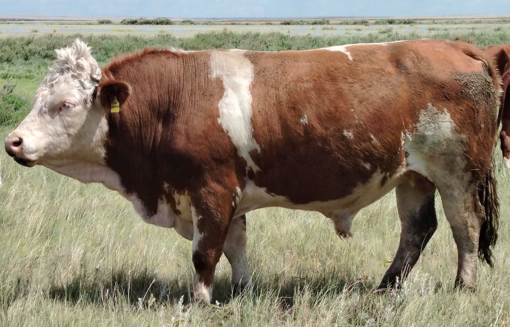 Продам Быка-производителя