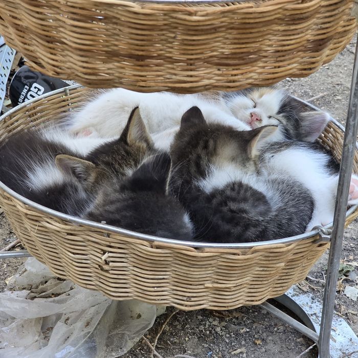 Котята в добрые руки