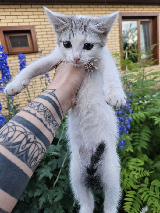 Отдам котёнка девочку в хорошие руки.