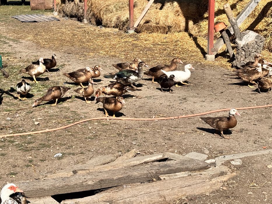 Vând rețe: 70 lei rățoi, 50 lei rață