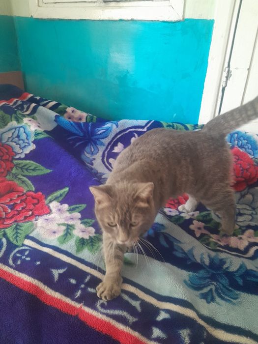 Отдам Бесплатно кошка бепул мушук