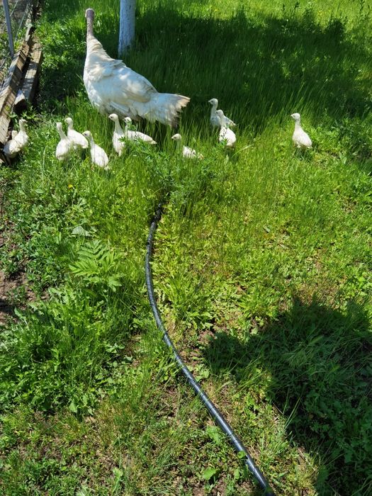 Pui de curcă albi  de țară de vânzare